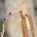 오리나무로 이미지