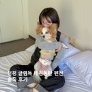글램독청평 | 청평 글램독 애견동반 펜션 솔직 후기