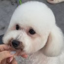 캄애견미용학원 네이버블로그