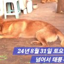 수컷 이미지