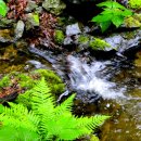 자연과치유 이미지