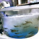 마구잡이횟집 이미지