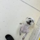 마산애견 이미지