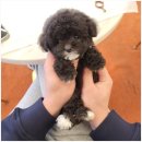 대구강아지분양 퍼피얌 이미지