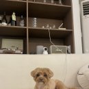 바우라움 메인캠퍼스 | 말티푸 강아지 미용 추천 : [학동] 바우라움 강아지 말티푸 미용 추천