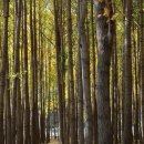 도리1천 이미지