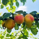 이종대 농장 이미지