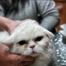 너울