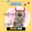 캣카페 집사의하루 분당점 | 유기묘고양이 캣카페 집사의하루