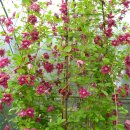 클레마티스 이미지