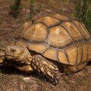 거북농장 이미지