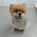 포일동물병원 이미지