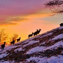 유일사슴목장 이미지