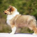 골든베릴셀티 이미지