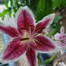 백합유치원 이미지