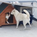 양이펀치 이미지