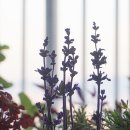 블루세이지 이미지