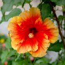 하와이무궁화(Hibiscus rosa-sinensis) 이미지