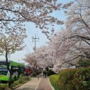 3월30일 / 쌍계사 십리 벚꽃길 & 4월1일, 진해 군항재 이미지