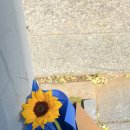 커들리플라워 이미지