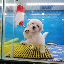 개를 품은 남자 이미지