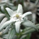 에델바이스 이미지