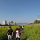 대전 유등천에 유채꽃이 이미지