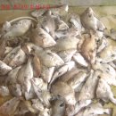 독도바다낚시터 이미지