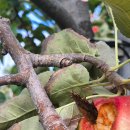 도라산농장 이미지