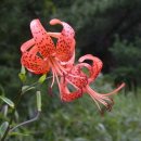 들꽃세상 이미지