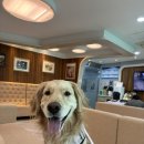 웃는강아지 | 한국 헌혈견 협회 1689호 웃는게 예쁜 '랜드' 헌혈 후기/강아지헌혈/대전충대병원/