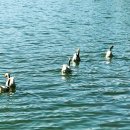 5형제 수성못 나들이(5 Brothers' Outing to Suseong Lake) 이미지