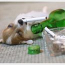 우리집 강아지 이미지