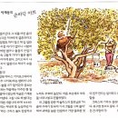 올리브숲 이미지