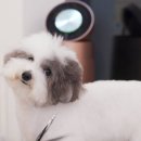 강아지미용실 이미지