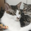 호야 달수 이미지