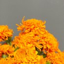 메리골드 이미지