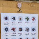 마니산 산채 이미지