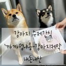 까까멍냐옹 수제간식 | [내돈내산후기] 부산 강아지케이크 까까멍냐옹 강아지수제간식