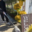 아롱다롱펜션 | 강아지와 가평 자라섬 꽃축제(+딩동댕 애견 풀빌라)