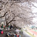 중랑천 이동식 공중화장실 | 의정부 중랑천 벚꽃 명소 4월! 벚꽃 개화시기 벚꽃길 너무 예쁘다!