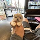 베이비 몽 이미지