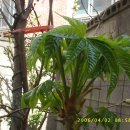 엉게나무 이미지