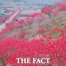 금산첨화