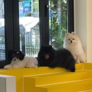 멍끌레르 이미지