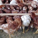 백운농장(2) 이미지