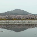 황령산 벚꽃약수터 이미지