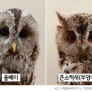OWL(아울) - 서구 | OWL(아울)