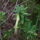 그린 파이브 코너스 [green five corners (Styphelia viridis)] 이미지