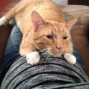 고양이 기숙사 이미지